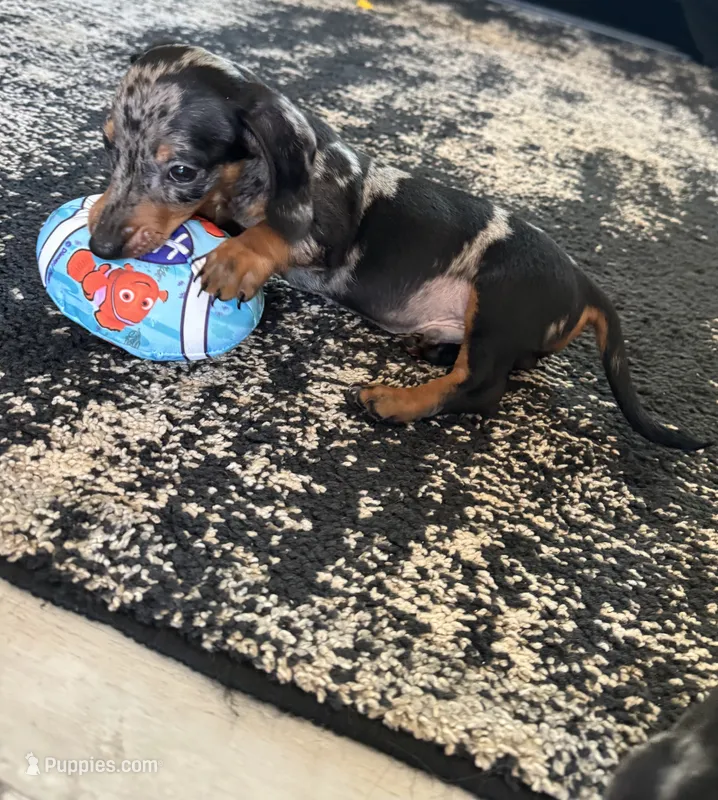 Spots – Miniature Dachshund puppy for sale in Bonham, TX