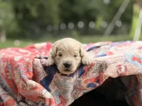 Buscuit, a male Goldendoodle and English Goldendoodle for sale in Marietta, OH – 1 of 5