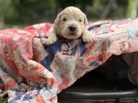 Buscuit, a male Goldendoodle and English Goldendoodle for sale in Marietta, OH – 4 of 5