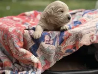 Buscuit, a male Goldendoodle and English Goldendoodle for sale in Marietta, OH – 3 of 5