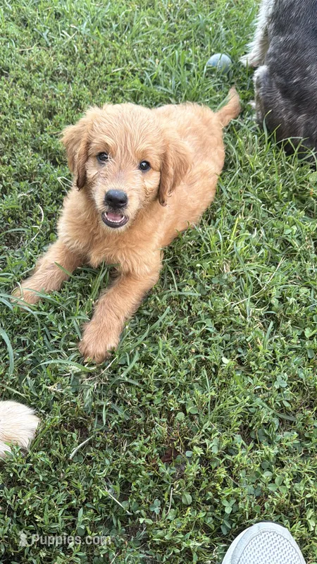 LATTE - goldendoodle  – Goldendoodle, English Goldendoodle puppy for sale in Marietta, OH