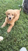 LATTE - goldendoodle , a female Goldendoodle and English Goldendoodle for sale in Marietta, OH – 1 of 2