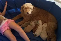 Platinum Boy , a male English Goldendoodle for sale in Marietta, OH – 2 of 6