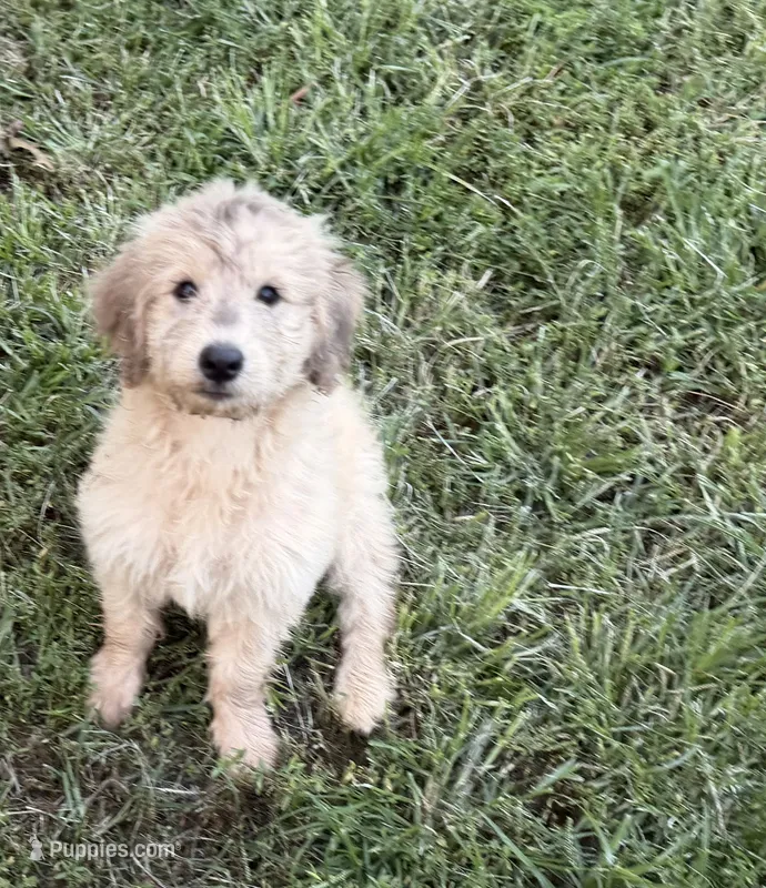  " Teddy"  – Goldendoodle, English Goldendoodle puppy for sale in Marietta, OH