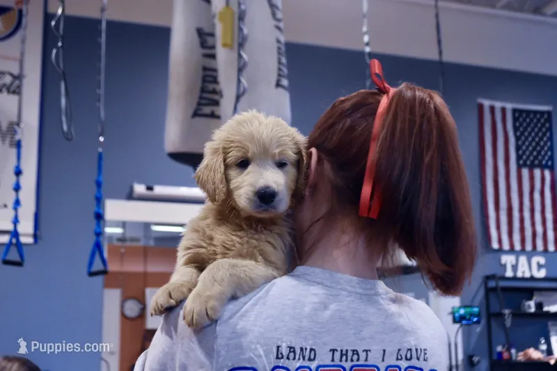 Biscuit Goldendoodle , a male Goldendoodle and English Goldendoodle for sale in Marietta, OH – 1 of 2