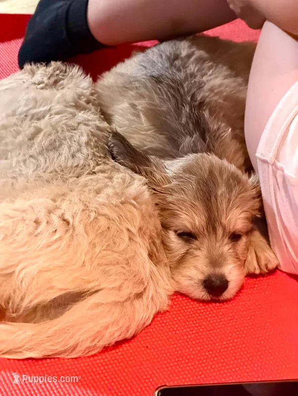  " Teddy"  – Goldendoodle, English Goldendoodle puppy for sale in Marietta, OH
