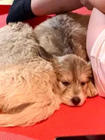  " Teddy" , a female Goldendoodle and English Goldendoodle for sale in Marietta, OH – 1 of 5