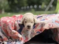 Buscuit, a male Goldendoodle and English Goldendoodle for sale in Marietta, OH – 2 of 5