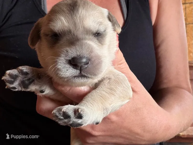 Platinum Boy  – English Goldendoodle puppy for sale in Marietta, OH