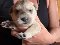 Platinum Boy , a male English Goldendoodle for sale in Marietta, OH – 1 of 6