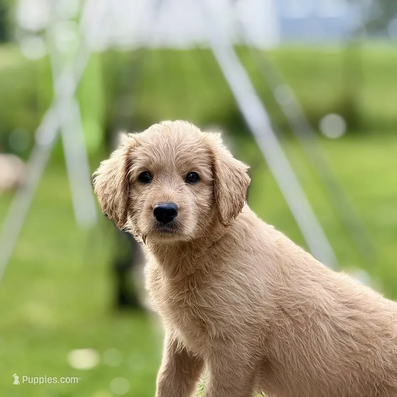 Pearl – Goldendoodle, English Goldendoodle puppy for sale in Marietta, OH