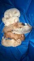 Platinum Boy , a male English Goldendoodle for sale in Marietta, OH – 6 of 6
