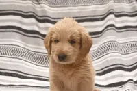Biscuit Goldendoodle , a male Goldendoodle and English Goldendoodle for sale in Marietta, OH – 2 of 2