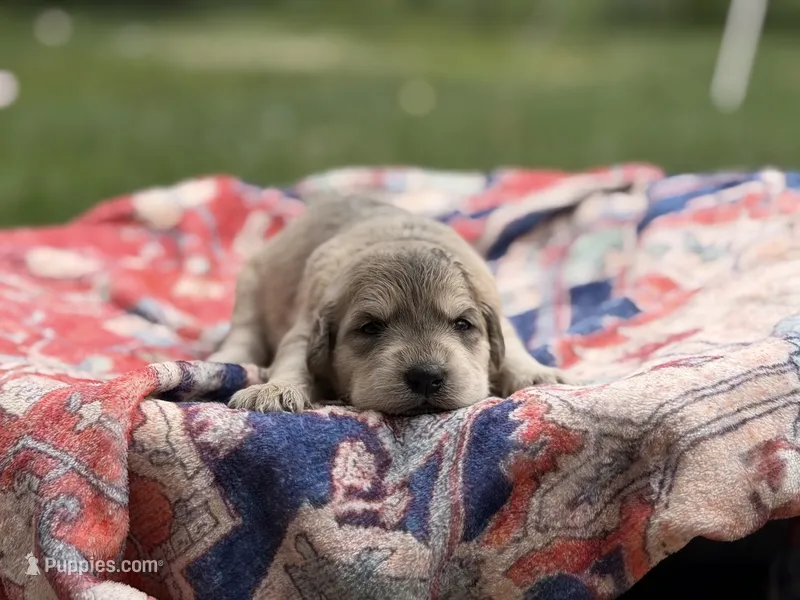 Theodore " Teddy"  – Goldendoodle, English Goldendoodle puppy for sale in Marietta, OH