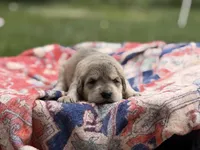 Theodore " Teddy" , a male Goldendoodle and English Goldendoodle for sale in Marietta, OH – 1 of 2