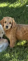 LATTE - goldendoodle , a female Goldendoodle and English Goldendoodle for sale in Marietta, OH – 2 of 2
