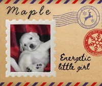 Maple, a female Goldendoodle and English Goldendoodle for sale in Marietta, OH – Photo 5 of 5