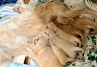 Maple, a female Goldendoodle and English Goldendoodle for sale in Marietta, OH – Photo 1 of 5