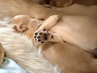 Maple, a female Goldendoodle and English Goldendoodle for sale in Marietta, OH – Photo 3 of 5