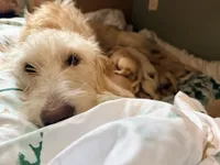 Maple, a female Goldendoodle and English Goldendoodle for sale in Marietta, OH – Photo 4 of 5