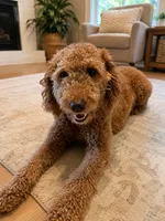 Maggie , a female Poodle - Miniature  for sale in Marietta, OH – 1 of 1