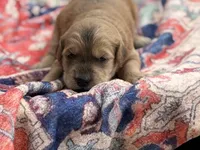 Lady May , a female Goldendoodle and English Goldendoodle for sale in Marietta, OH – 1 of 2