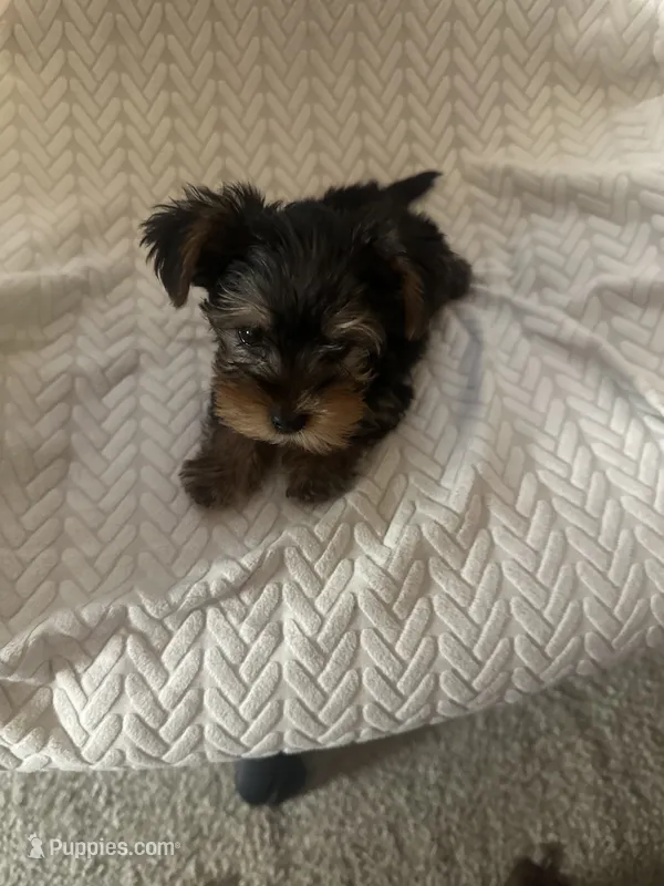 Chunk  – Yorkshire Terrier puppy for sale in Smyrna, GA