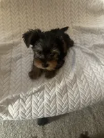 Chunk and Munch , a male Yorkshire Terrier for sale in Smyrna, GA – 3 of 5
