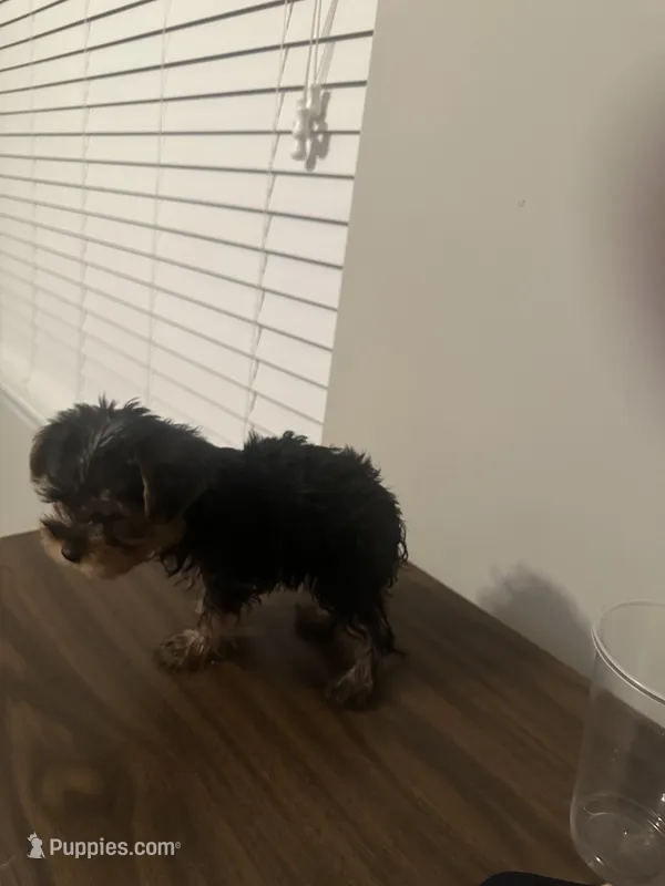 Chunk – Yorkshire Terrier puppy for sale in Smyrna, GA