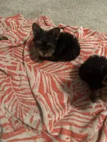 Chunk and Munch , a male Yorkshire Terrier for sale in Smyrna, GA – 5 of 5