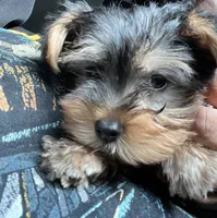 Munch , a male Yorkshire Terrier for sale in Smyrna, GA – 4 of 8