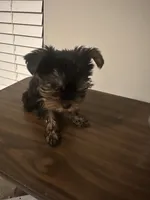 Munch, a male Yorkshire Terrier for sale in Smyrna, GA – 3 of 4