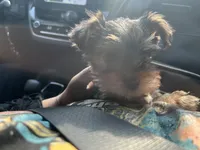 Munch , a male Yorkshire Terrier for sale in Smyrna, GA – 6 of 8