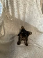 Chunk and Munch , a male Yorkshire Terrier for sale in Smyrna, GA – 4 of 5