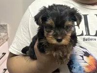 Munch, a male Yorkshire Terrier for sale in Smyrna, GA – 2 of 4