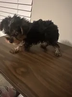 Chunk, a male Yorkshire Terrier for sale in Smyrna, GA – 4 of 4
