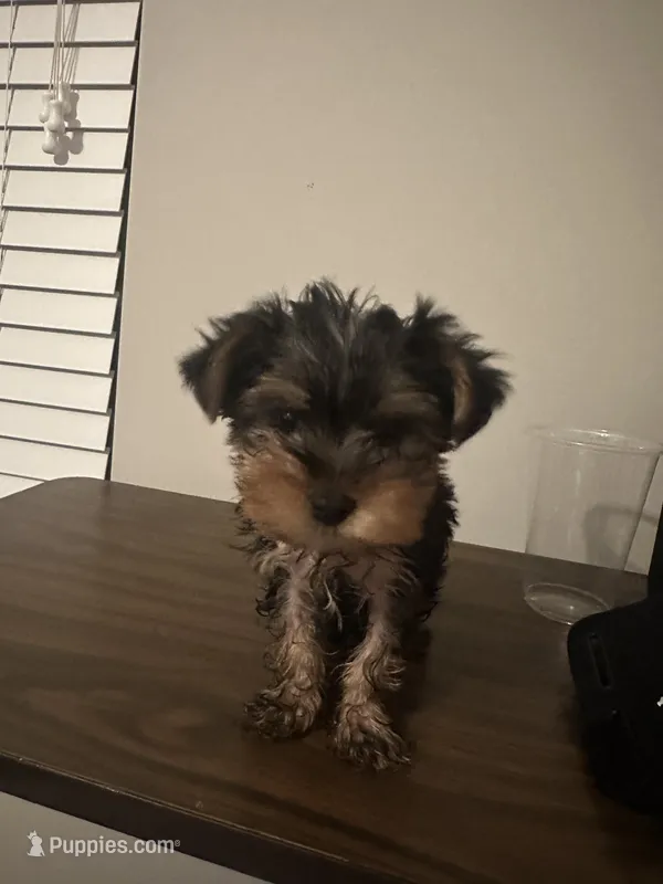 Chunk – Yorkshire Terrier puppy for sale in Smyrna, GA