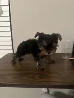 Munch, a male Yorkshire Terrier for sale in Smyrna, GA – 4 of 4