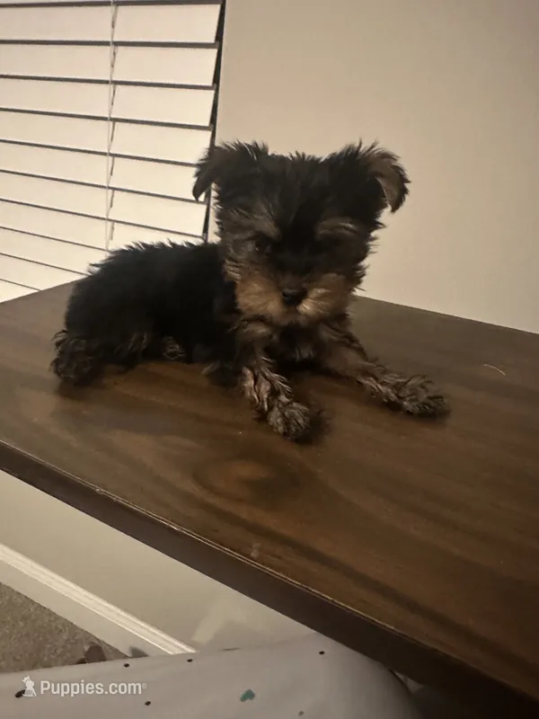 Munch – Yorkshire Terrier puppy for sale in Smyrna, GA