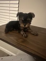 Munch, a male Yorkshire Terrier for sale in Smyrna, GA – 1 of 4