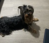 Chunk and Munch , a male Yorkshire Terrier for sale in Smyrna, GA – 2 of 5