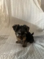 Munch , a male Yorkshire Terrier for sale in Smyrna, GA – 7 of 8