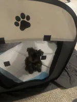 Munch , a male Yorkshire Terrier for sale in Smyrna, GA – 8 of 8