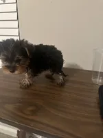 Chunk, a male Yorkshire Terrier for sale in Smyrna, GA – 3 of 4
