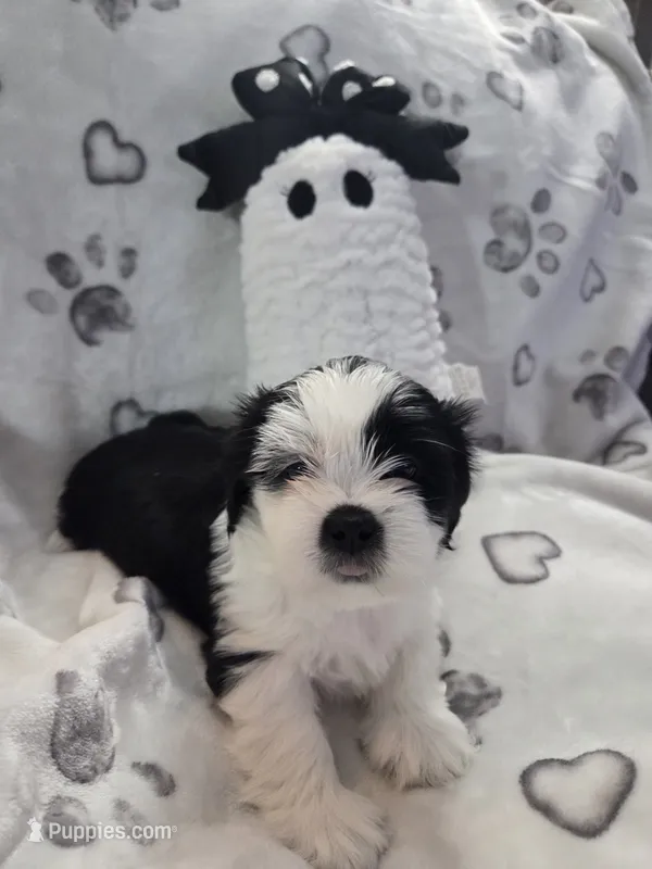 Pirate Princess – Lhasa Apso puppy for sale in Lakewood, WA