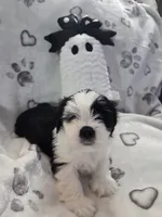 Pirate Princess, a female Lhasa Apso for sale in Lakewood, WA – 1 of 5