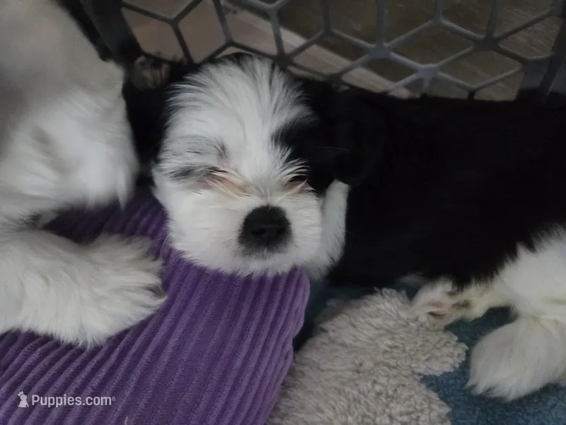 Pirate Princess – Lhasa Apso puppy for sale in Lakewood, WA