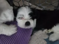 Pirate Princess, a female Lhasa Apso for sale in Lakewood, WA – 2 of 5
