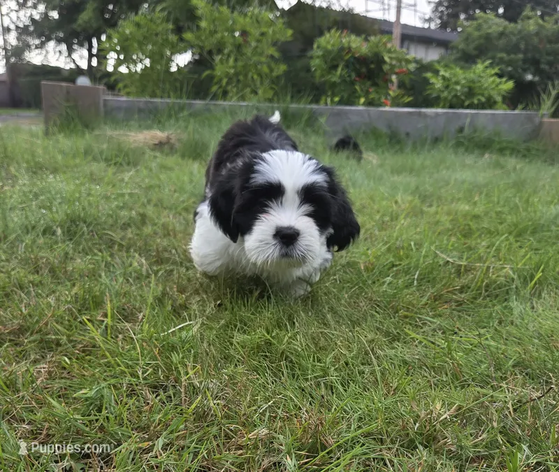 Piggy – Lhasa Apso puppy for sale in Lakewood, WA