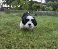 Piggy, a female Lhasa Apso for sale in Lakewood, WA – 1 of 6